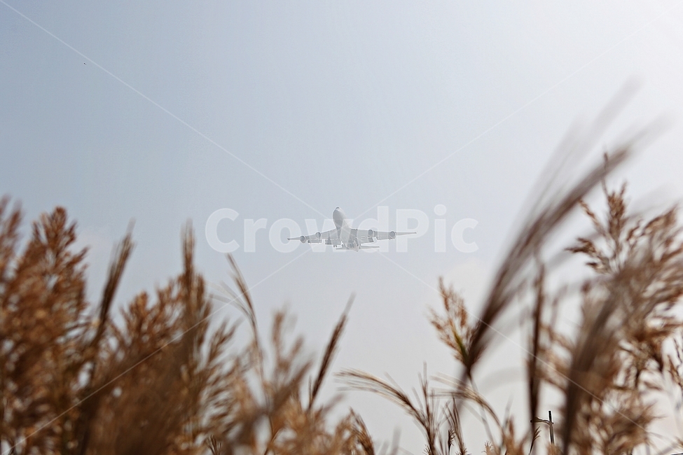 항공기,비행기,여객기,교통수단,국제선,날다,수송,날개,탈것,에어,이륙착륙,풍경,하늘,공원,식물,자연