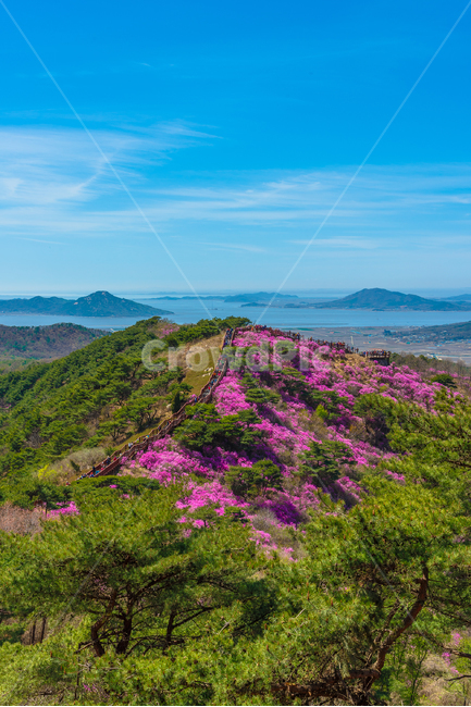 진달래꽃,진달래축제,강화도고려산,고려산진달래,봄꽃,꽃축제,자연,풍경,nature,landscape,한국자연풍경,한국자연경관,korea nature landscape,outdoors,옥외,plateau,고원