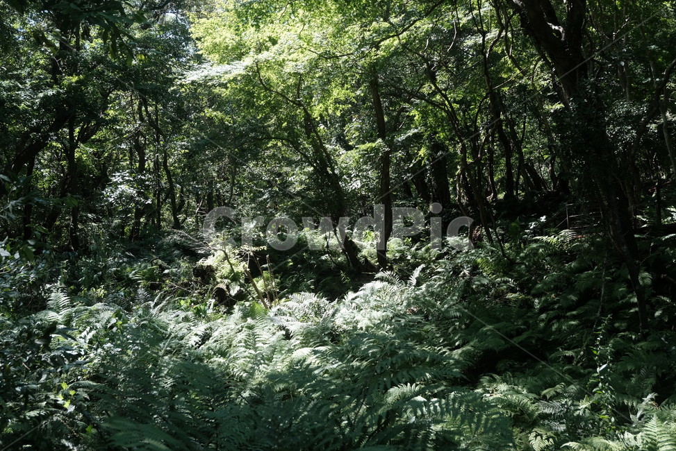 숲,자연,나무,초록,풀,분위기,어두움,green,forest,배경화면,풍경,자연,풍경,nature,landscape,vegetation,초목,plant,식물,bush,부시,tree,outdoors,옥외,woodland,삼림지,land,땅,rainforest,열대 우림