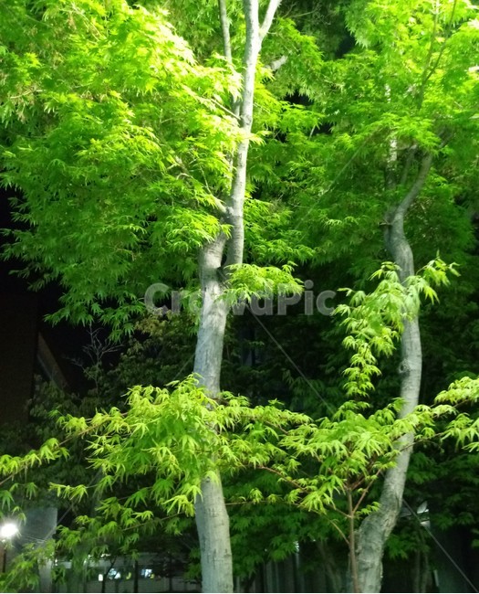 단풍나무,숲,야경,빛,초록색잎