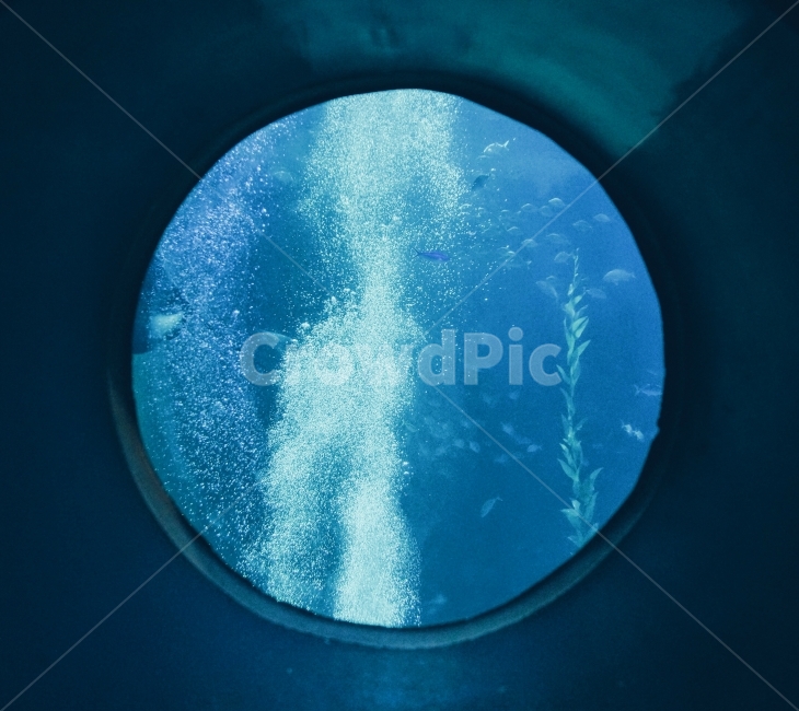 물속,어항,잠수,아쿠아리움,감성,감성사진,물,water,blue,자연,nature,물고기,fish,동물,animal,어류,물고기,fish