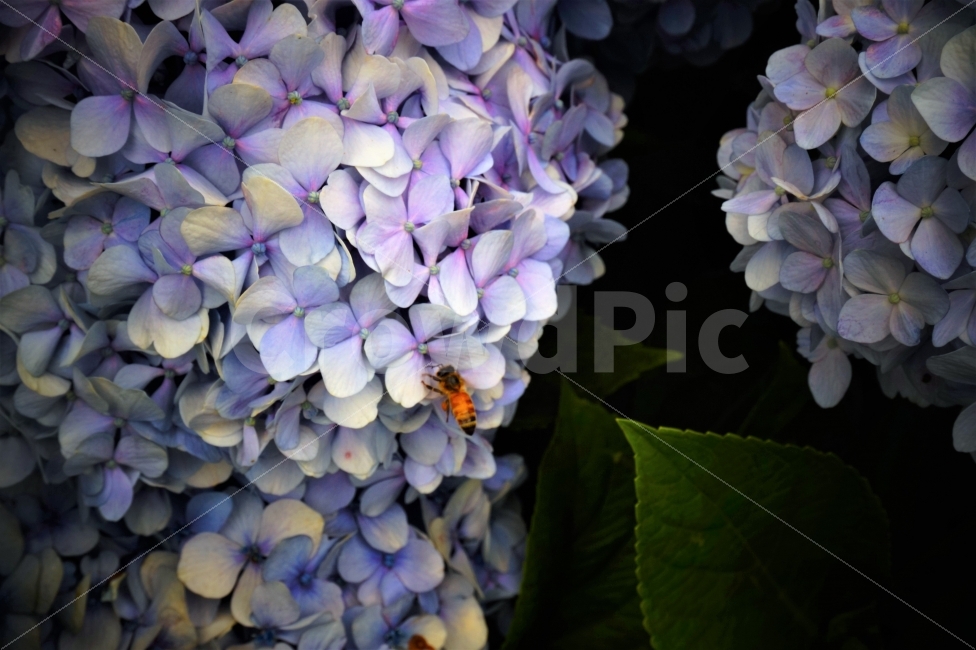 꽃,벌,여름,보라색,바이올렛,근접,자연,풍경,나뭇잎,식물,자연,plants,nature,동물,animal,곤충,벌레,insect,bug,꽃,flower