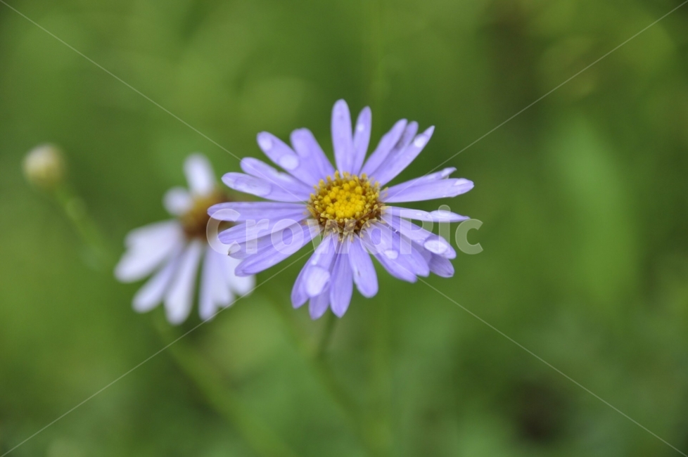 출사,풍경,사진,자연,일상,식물,자연,plants,nature,꽃,flower