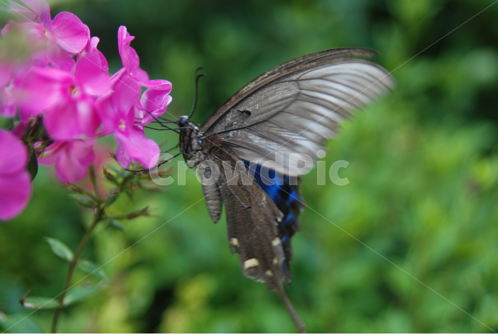 나비,꽃,분홍색,가을,녹색,곤충,벌레,insect,bug
