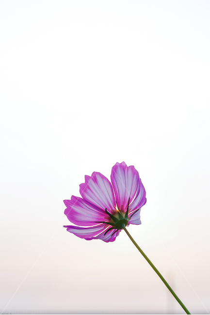 코스모스,가을,꽃,petal,꽃잎,plant,식물,flower,daisy,daisies,데이지,분홍빛,식물,자연,plants,nature,꽃,flower