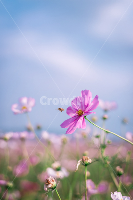 코스모스,가을,벌,풍경,가을하늘,가을,계절,fall,autumn,season,식물,자연,plants,nature,꽃,flower,동물,animal,곤충,벌레,insect,bug,색깔,색상,색채,색감,color sense,color sensitivity,feeling of color,plant