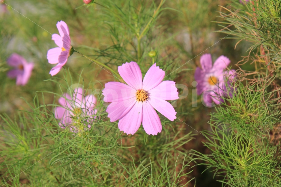 코스모스,풍경,꽃,가을,flower,가을,계절,fall,autumn,season,식물,자연,plants,nature,꽃,flower,plant