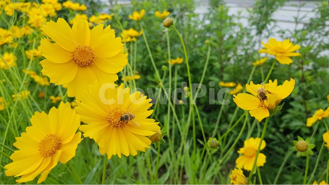 꽃,들꽃,국화,미니국화,금계국,울릉국화,식물,자연,plants,nature,꽃,flower,동물,animal,곤충,벌레,insect,bug