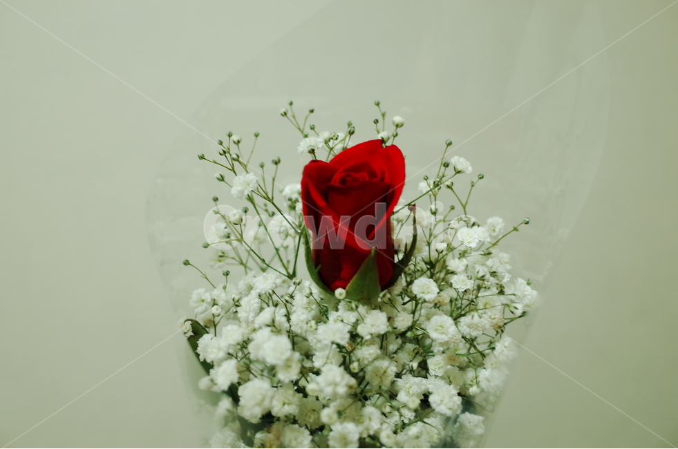 꽃,장미꽃,꽃다발,기념일,안개꽃,식물,자연,plants,nature,꽃,flower,기념일,축하,anniversary,congratulation,celebrate,celebration