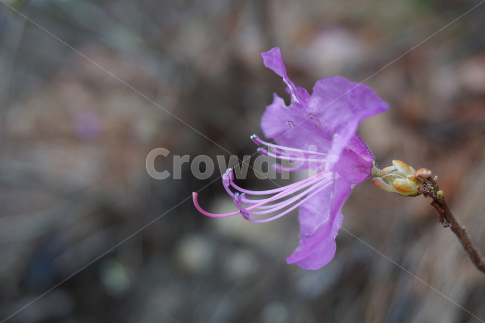 봄,3월,분홍색,진달래꽃,진달래,꽃잎,봄꽃,꽃술,산비탈,4월,봄,계절,spring,season,식물,자연,plants,nature,꽃,flower,blossom,geranium,제라늄,plant