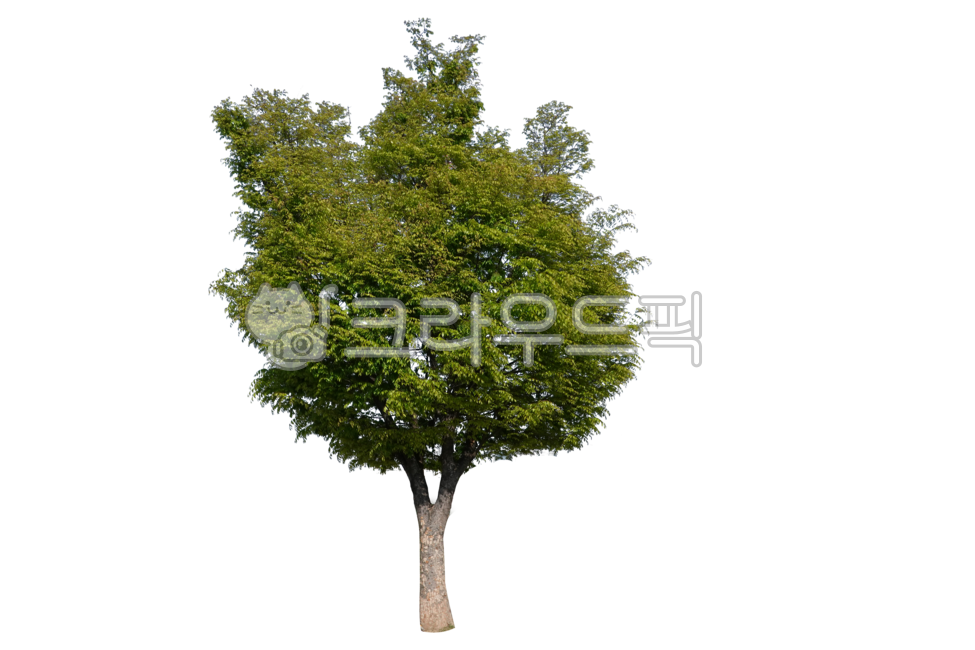 treetrunks,yard,screen,branch,street tree,tree trunk,leaves,separation,Tree,wood,avenue,treebranches,tree,twigs,isolation,branches,transparent background,background,outside,plant,greenbelt,stems,forest,tree branch,botany,isolated,desktop,plants,twig,green