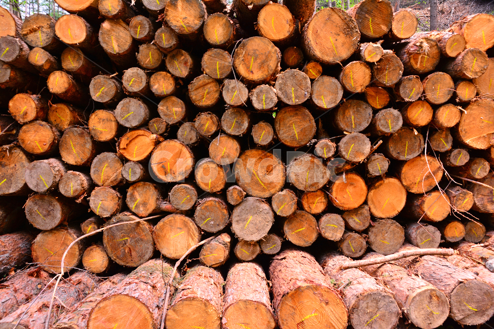 산업,벌목지대,벌목,나무,목재,임업,숲,산속,침엽수,나이테,단면,우드,wood,tree,forestry,industry,적재,쌓다,보관,간벌,나무,trees,wood