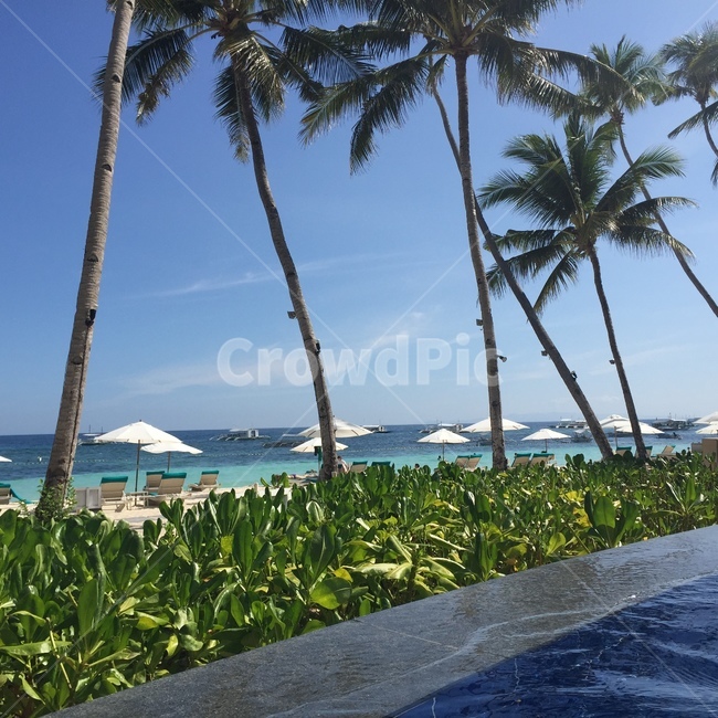 summer,여름,tropical,열렬한,야자수,해외,외국,세계,foreign,oversea,world