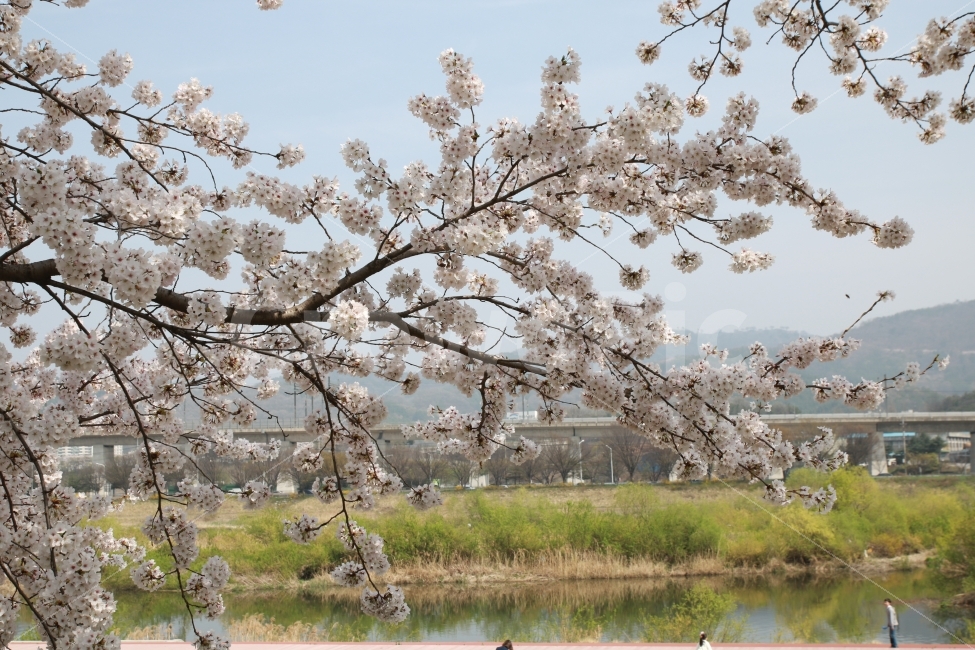 대전,엑스포아파트,벛꽃,나무,감성,풍경,꽃,봄,봄,계절,spring,season,식물,자연,plants,nature,꽃,flower,plant,blossom