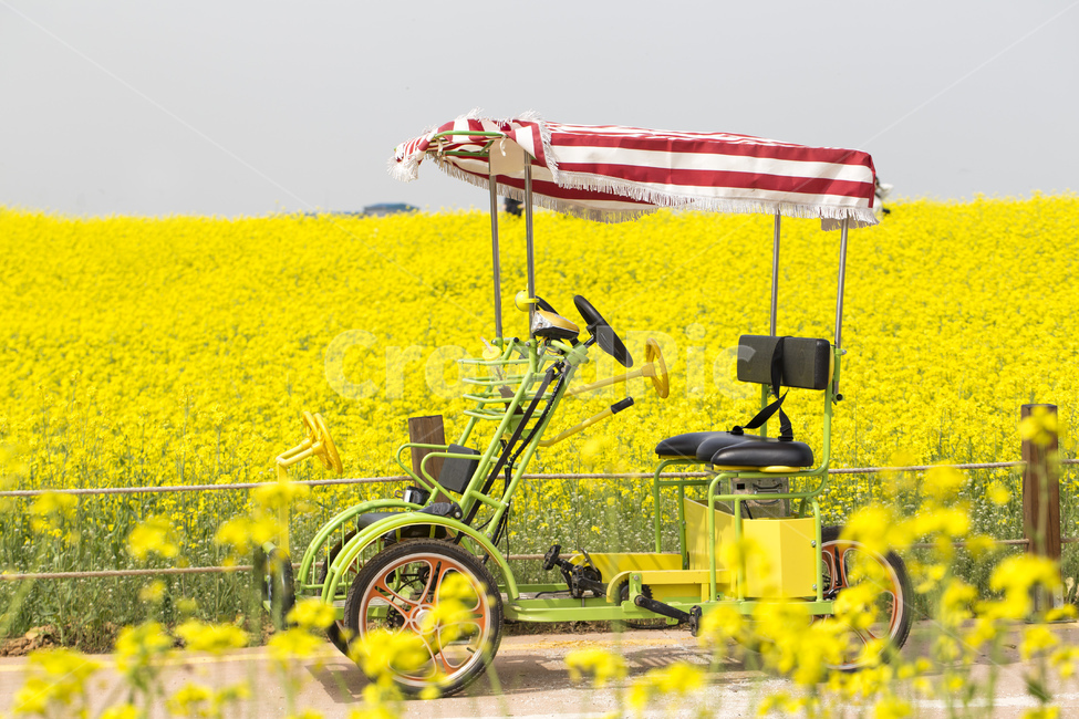 꽃,유채꽃,유채,봄꽃,봄,계절,배경화면,배경,식물,자연,노란색,노랑,자전거,풍경,폐달,사륜,전동자전거,봄,계절,spring,season,식물,자연,plants,nature,꽃,flower,machine,기계,wheel,바퀴