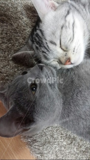 고양이,러시안블루,아메리카숏헤어,동물,귀여움