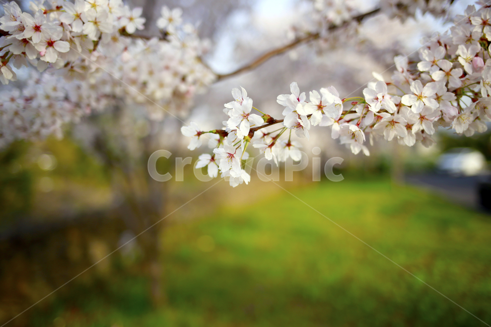 벚꽃,봄,봄꽃,봄날,spring,식물,봄,계절,spring,season,식물,자연,plants,nature,꽃,flower,plant