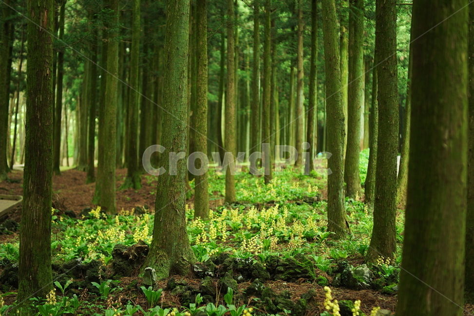 숲,나무,제주도,자연,절물자연휴양림,vegetation,초목,plant,식물,tree,outdoors,옥외,nature,woodland,삼림지,forest,land,땅,grove,작은 숲