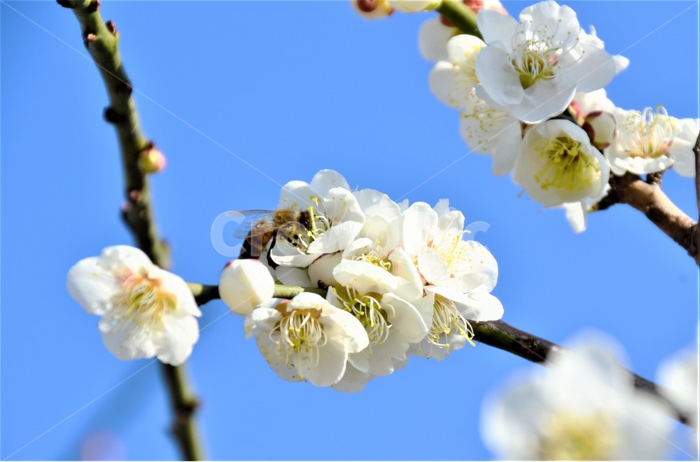 꿀벌,벚꽃,수정,봄,감성,봄,계절,spring,season,식물,자연,plants,nature,꽃,flower,동물,animal,곤충,벌레,insect,bug,bee,벌,invertebrate,무척추 동물