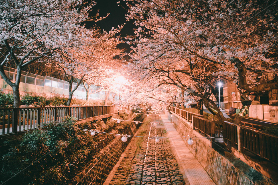 진해,꽃,벚꽃,봄,따듯한,진해군항제,군항제,경남,일상,자연,사진,여행,정취,느낌,분홍,따뜻한,추억,풋사랑,첫사랑,수줍음,진해역,로망스,사랑,꽃비,풍경,nature,landscape,계절,spring,season,만개,활짝,꽃놀이,감성,감성사진,우산,새벽,야경,조명,빛,환한,환하게비친,조명에비친,봄,계절,spring,season,야경,밤,풍경,nightscape,night,landscape,감성,sensible,feeling,plant,식물