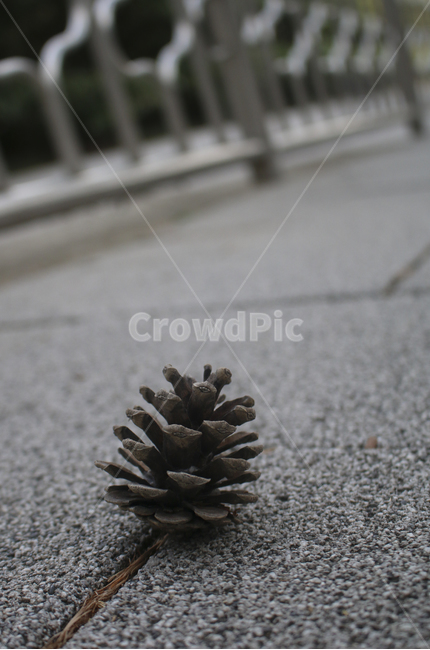 plant,식물,asphalt,아스팔트,소나무,솔방울