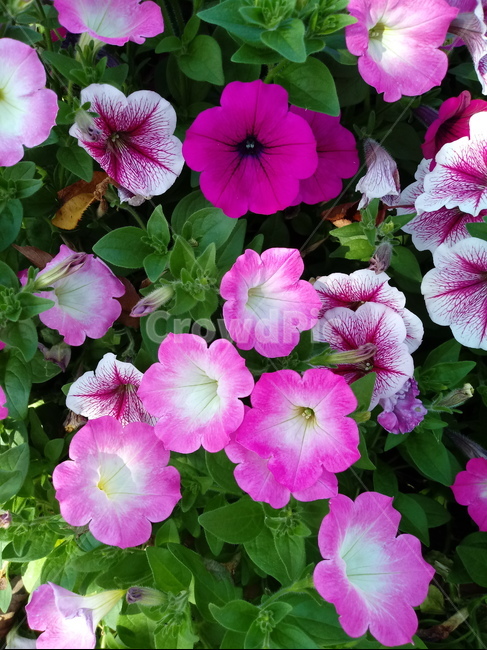 페튜니아,꽃,식물,flower,plant,commongardenpetunia,가지과,한해살이풀,식물,자연,plants,nature,꽃,flower
