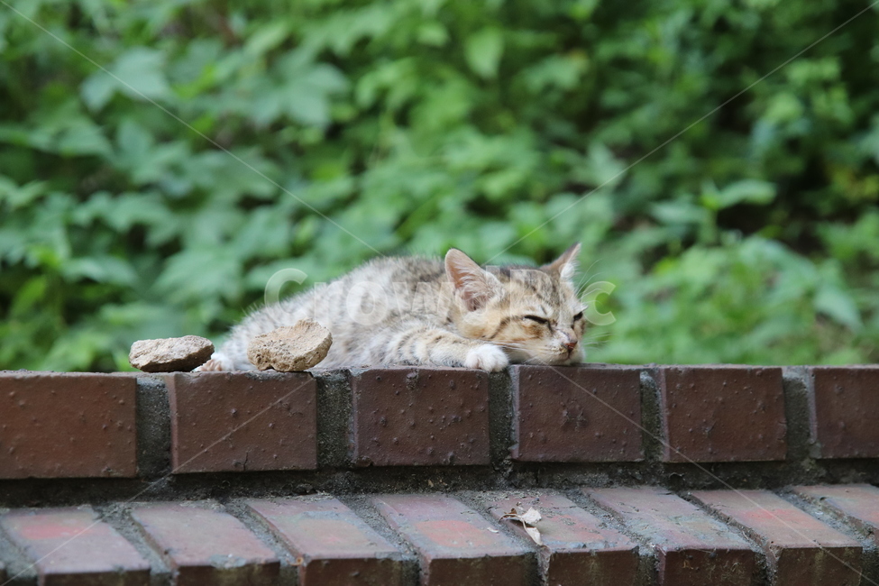 고양이,담벼락,잠자는,귀여운,자연,동물,animal,포유류,mammal,고양이,cat,kitten,kitty