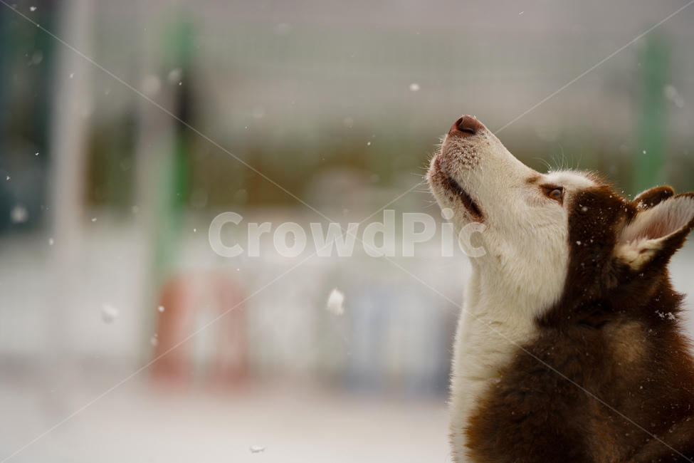 강아지,눈,허스키,동물,자연,느낌,감정,겨울,계절,winter,season,동물,animal,포유류,mammal,개,강아지,dog,doggy,감성,sensible,feeling