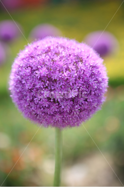 꽃,알리움,관상용식물,백합과식물,무한한슬픔,식물,자연,plants,nature,꽃,flower