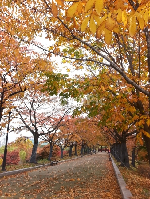 가을,자연,단풍,공원,여유,낙엽,컬러풀,숲,나무,휴식,가을,계절,fall,autumn,season,자연,풍경,nature,landscape,한국자연풍경,한국자연경관,korea nature landscape,식물,plants,나무,trees,wood,tree,plant,tree trunk,나무 줄기,maple