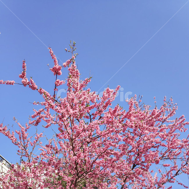 spring,flower,pink,봄,꽃,봄,계절,spring,season,plant,식물,blossom