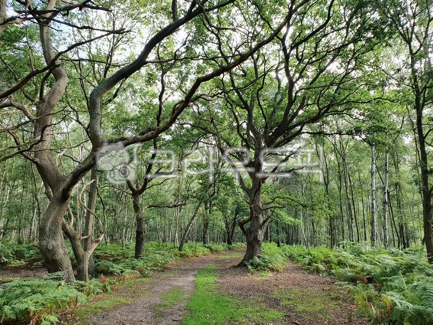 small forest,path,forest,outdoors,nature,woodland,road,tree,treetrunk
