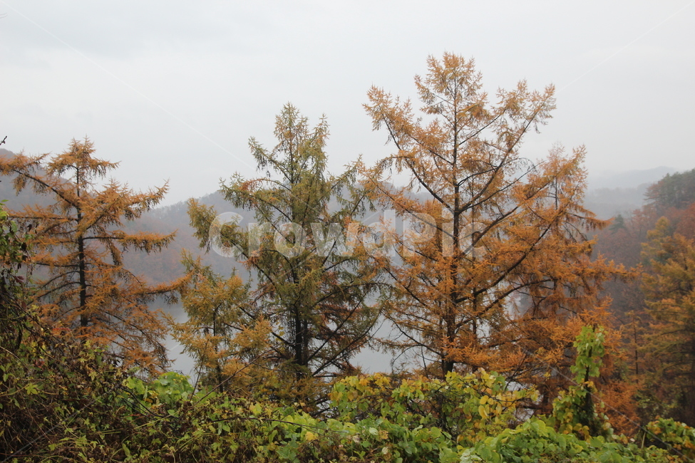 나무,풍경,가을,자연,안개,산,가을,계절,fall,autumn,season,자연,풍경,nature,landscape,tree,plant,식물,conifer,구과 식물,fir,전나무