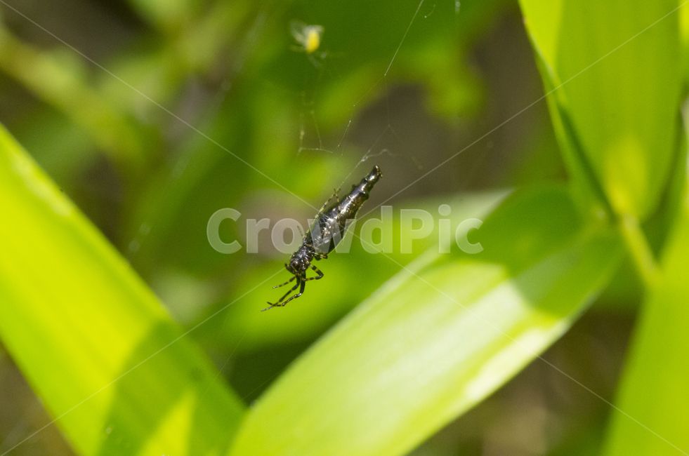 거미,거미줄,곤충,벌레,여름,가을곤충,여름곤충,곤충,벌레,insect,bug
