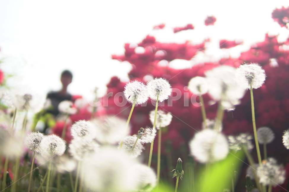 자연,민들레,민들레씨,빨강,red,봄,꽃