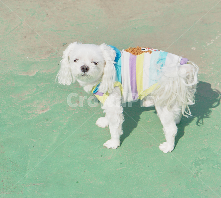강아지,개,말티즈,애완견,애완동물,animal,pet,마르티즈,말티스,마르티스,반려동물,반려견,dog,nature,동물,animal,포유류,mammal,개,강아지,dog,doggy