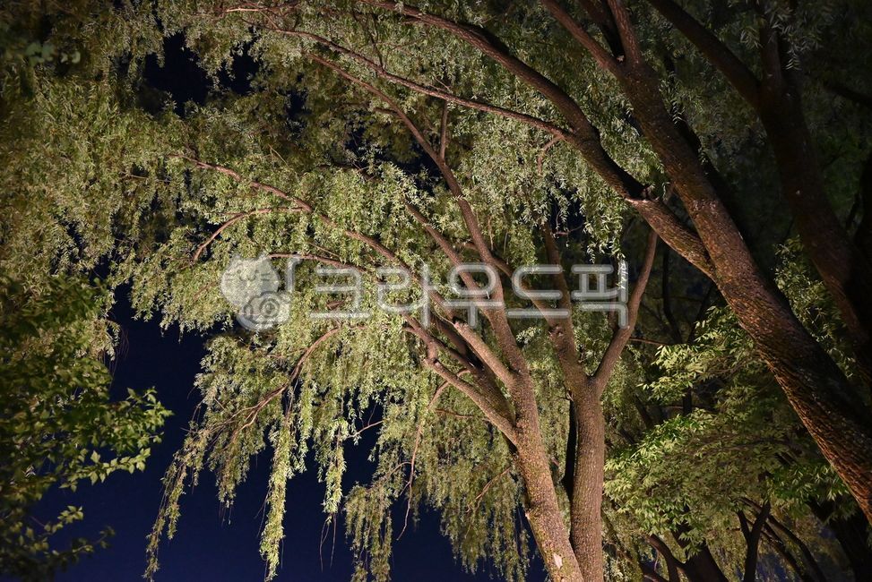 willow,tree,branch,leaf,green,spring,summer,plant,nature,plants