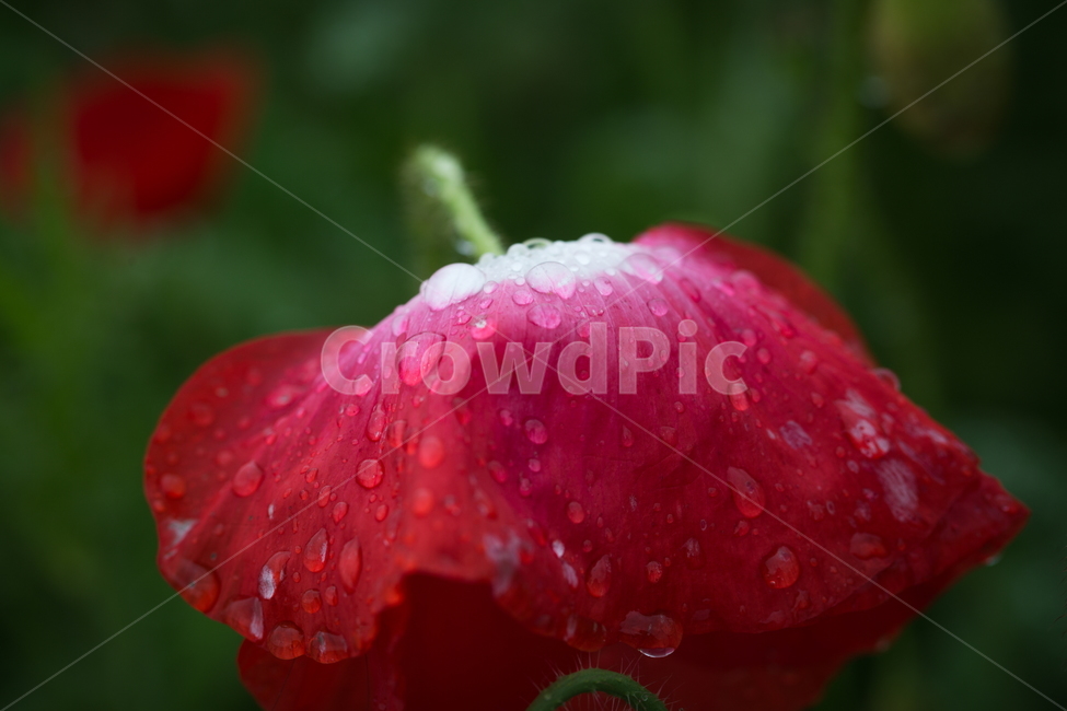 꽃,양귀비,빗방울,봄,붉은꽃,식물,자연,plants,nature,꽃,flower
