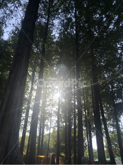 가을,역광,캠핑,light,빛,flare,플레어,sunlight,햇빛,자연,풍경,nature,landscape