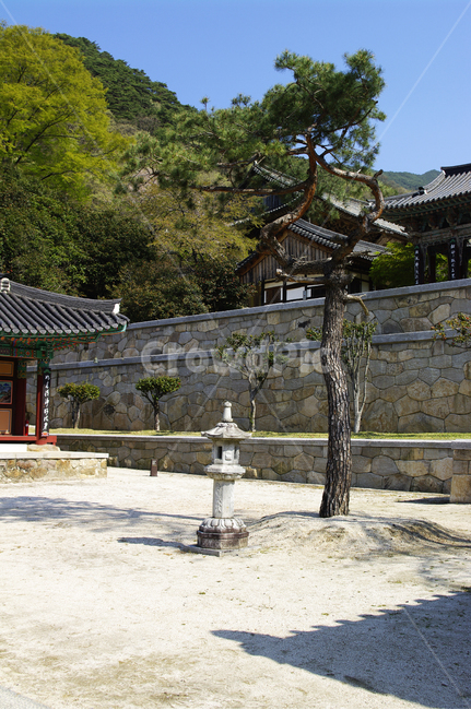 나무,식물,plant,건축,화엄사,사찰,절,담장,한국전통,한국문화,korean traditional,korean culture,종교,신앙,religion,belief,faith,건축물,건물외관,exterior,building,structure,architecture,construction