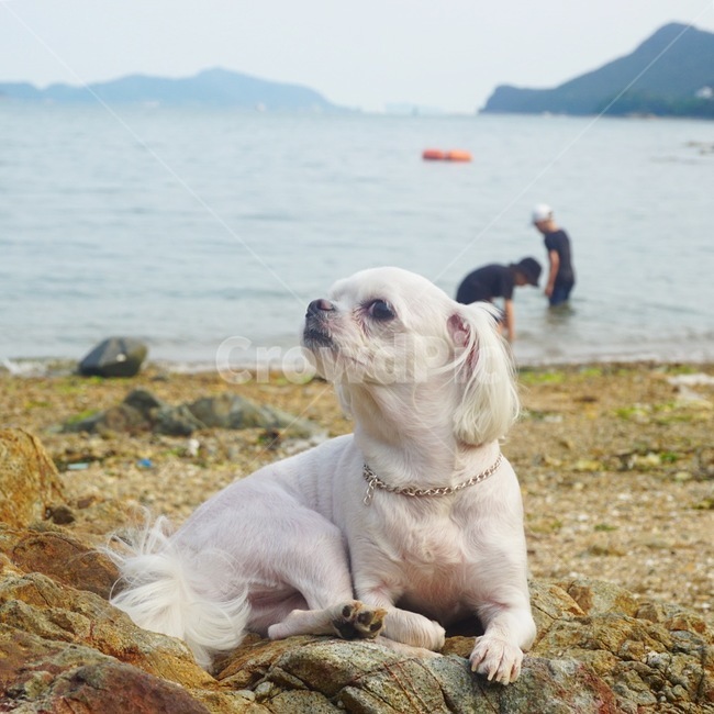 반려견,반려동물,강아지,개,애완견,애완동물,애견,per,dog,puppy,동물,animal,포유류,mammal,개,강아지,dog,doggy