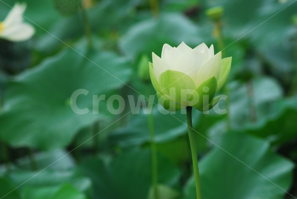 연꽃,백련,흰연꽃,꽃,식물,수생식물,식물,자연,plants,nature,꽃,flower