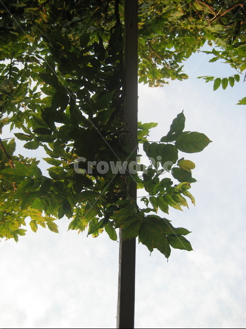 잎,잎사귀,나뭇잎,나무,하늘,leaf,tree,plant,sky,자연,natrue,식물,자연,plants,nature