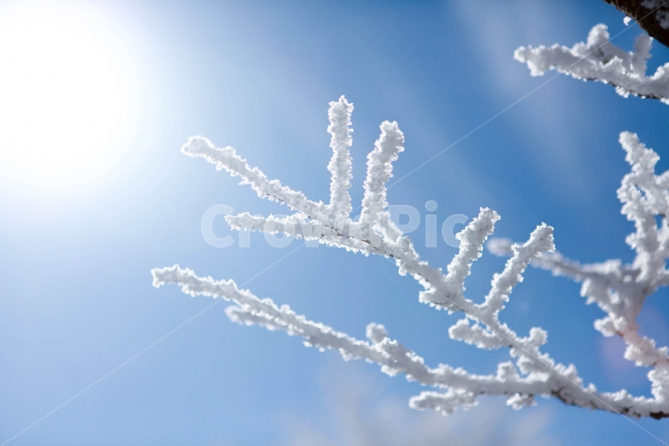 나무,역광,겨울,눈꽃,나뭇가지,겨울,계절,winter,season,식물,자연,plants,nature
