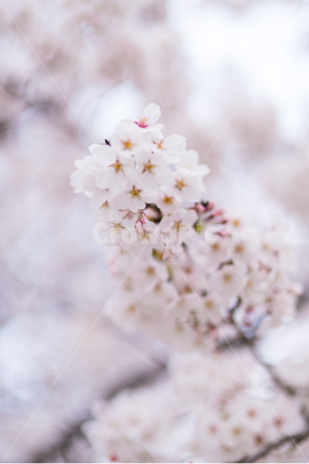 벚꽃,꽃,봄꽃,분홍,꽃잎,가지,식물,봄,계절,spring,season,식물,자연,plants,nature,꽃,flower,plant,blossom,cherry blossom