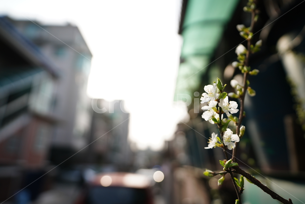 봄,감성,느낌,계절,생명,생물,식물,잎,자연,식물,자연,plants,nature,꽃,flower
