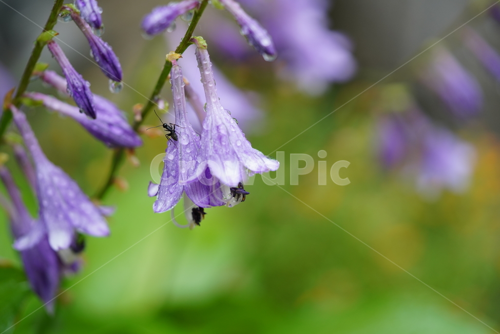 꽃,플라워,생물,flower,자연,보랏빛,식물,plant,식물,자연,plants,nature,꽃,flower,동물,animal,곤충,벌레,insect,bug