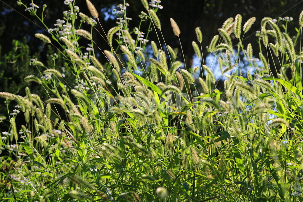 강아지풀,풀,잡초,벼과,식물,자연,구미초,낭미초,개꼬리풀,식물,자연,plants,nature