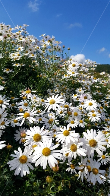경주구절초,daisy,flower,꽃,꽃밭,들꽃,식물,blossom