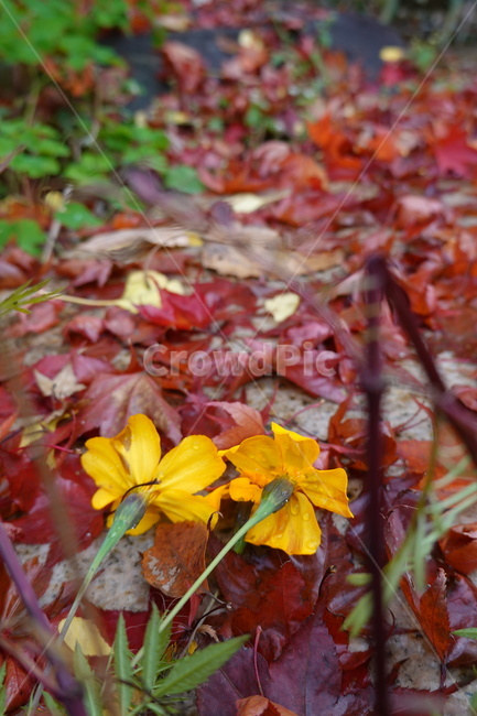 leaf,잎,plant,식물,tree,나무,노란꽃,꽃잎,젖은잎,단풍,낙엽
